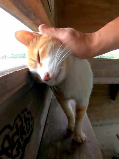 Gorogoro Cat