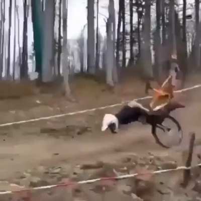 Full Scorpion 🦂