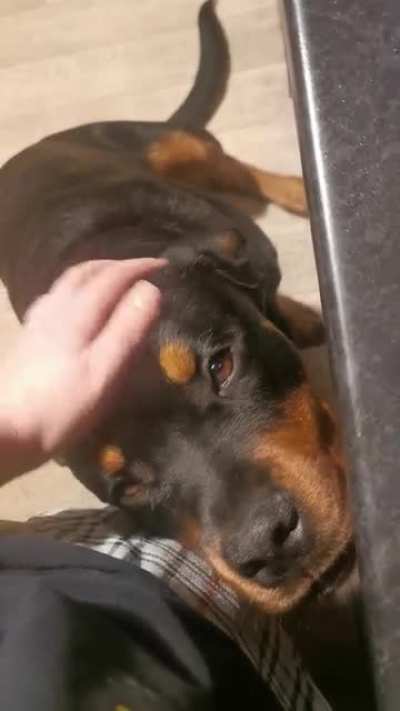 A savage pupper