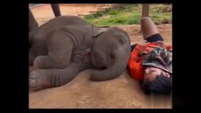 cute baby elephant
