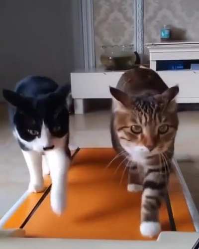 Brothers in sport