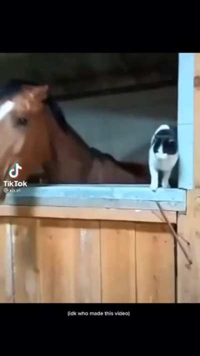 Fuck this cat in particular