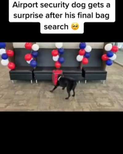 Good boy