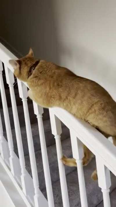 🐈