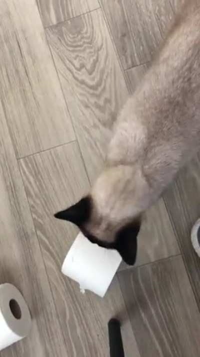 Why does my cat take toilet paper from the bathroom and drop it at my feet? I try to roll it and play with her, but she isn’t interested.