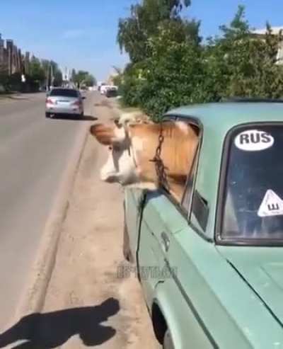 А где ремень безоп<wbr>аснос<wbr>ти?