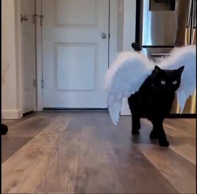 Ваше котей<wbr>шеств<wbr>о