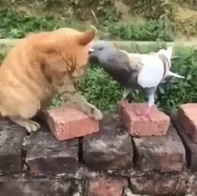 Pigeon trying to stir up trouble.