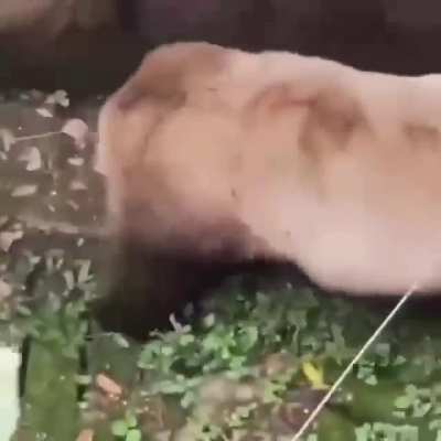 pandas are clumsy 🐼