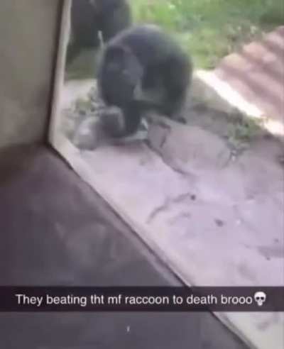 Monke vs Rigby