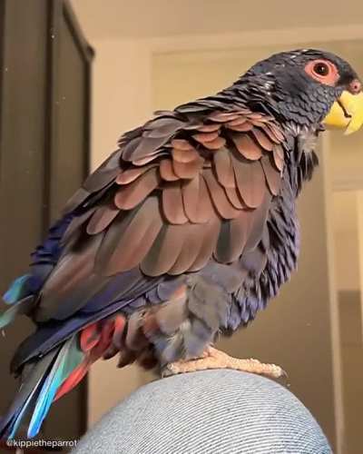 Make it snow, Kippie