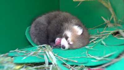 Baby red panda napping and yawning.