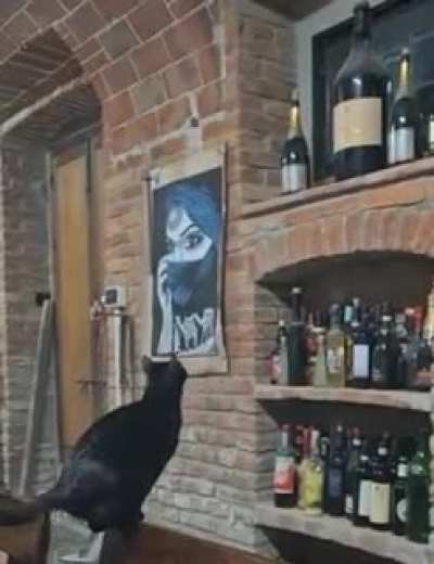cat calculated jump