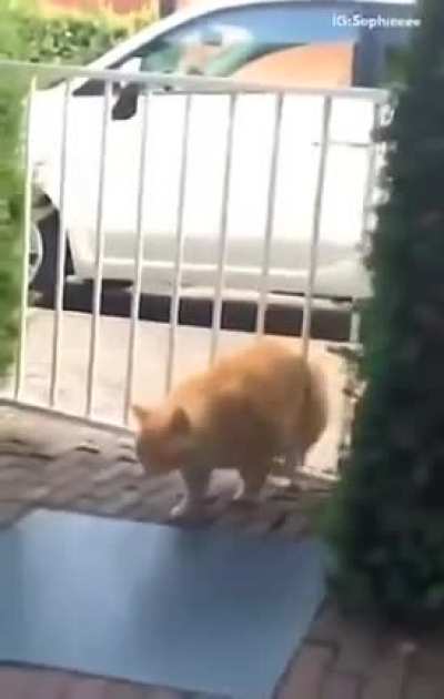 The gate crasher!