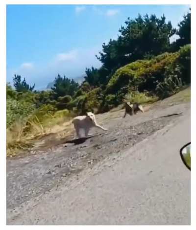 Stray Dogs want to chasing