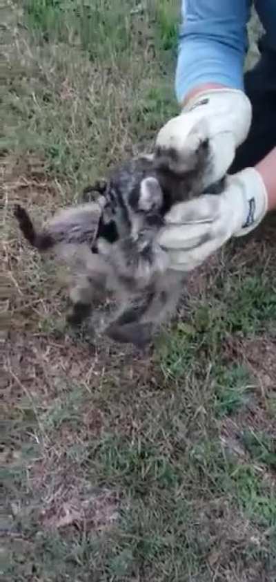 What a sweet little racoon.