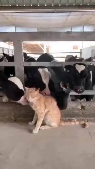 Não sei dizer se as vacas tão fazendo carinho ou tentando comer o gato