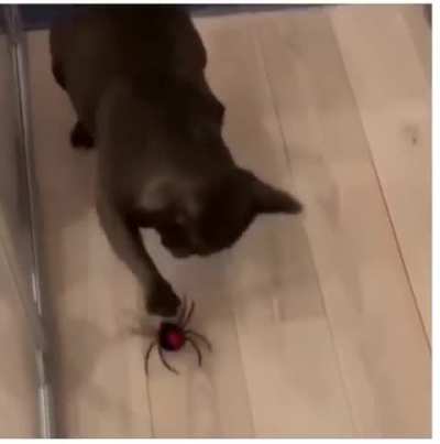 Spider