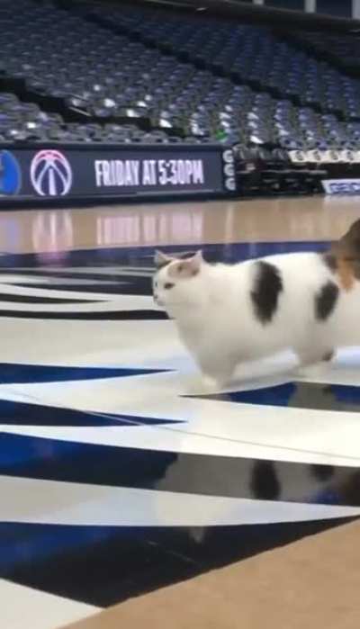 Prancing kitty