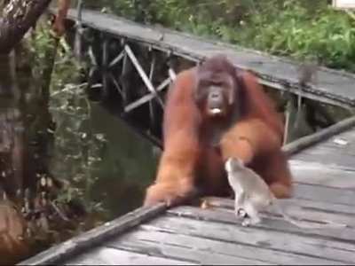 Monkey steals banana from orangutan