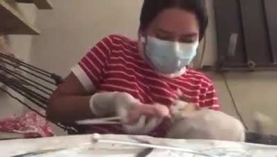 Cats will be cats