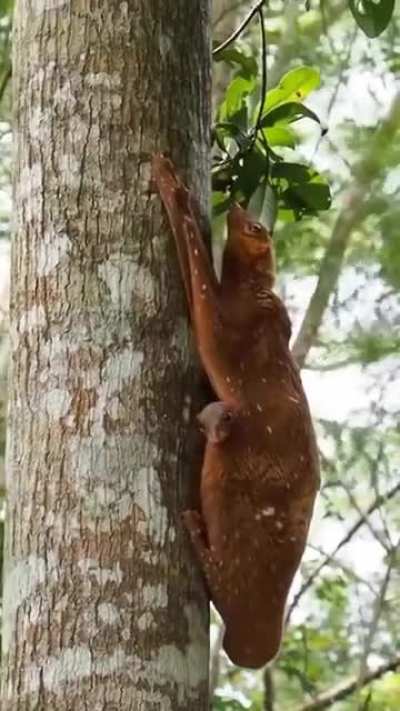 Colugos are arboreal gliding mammals native to Southeast Asia, and they are primarily nocturnal. Interestingly, their closest evolutionary relatives are primates. Newborn colugos spend their first six months clinging to their mother. The offspring attain 