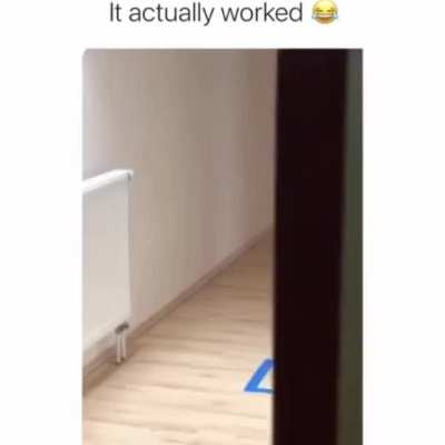 Cats are amazing