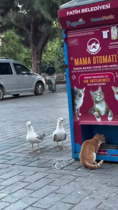 Seagulls in Istanbul learned how to 'meow' to trick the stray cat feeding machine into giving them food.