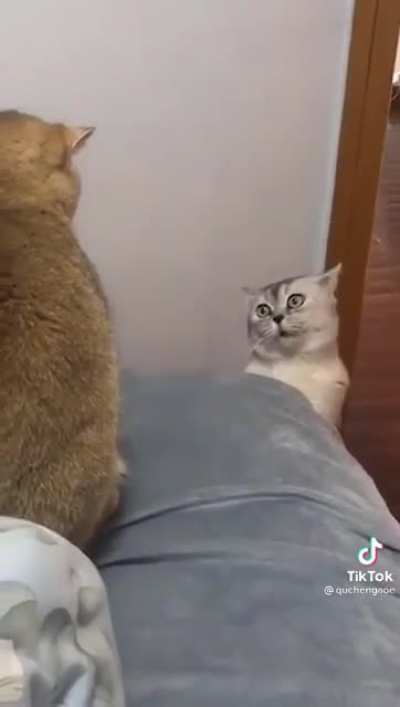 Cats are weird