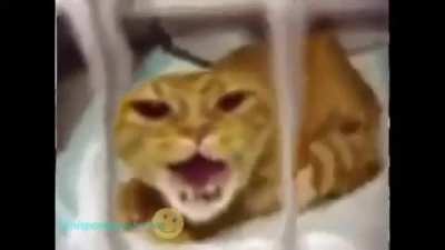 Fofinho
