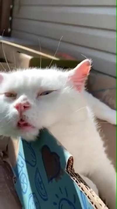 Stonned Cat