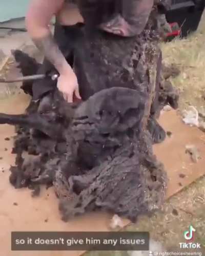 Chunky Sheep getting shaved…