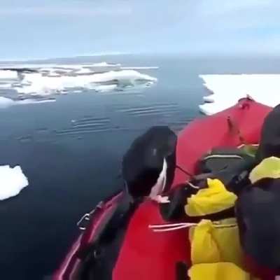 🔥 Researcher in the Arctic receives an unexpected guest 🔥