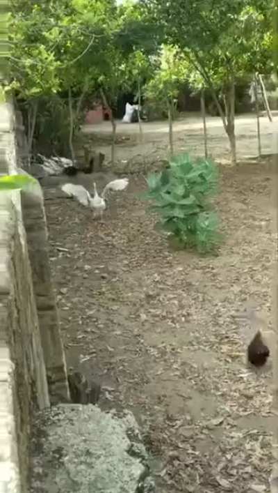 El ganso asesino