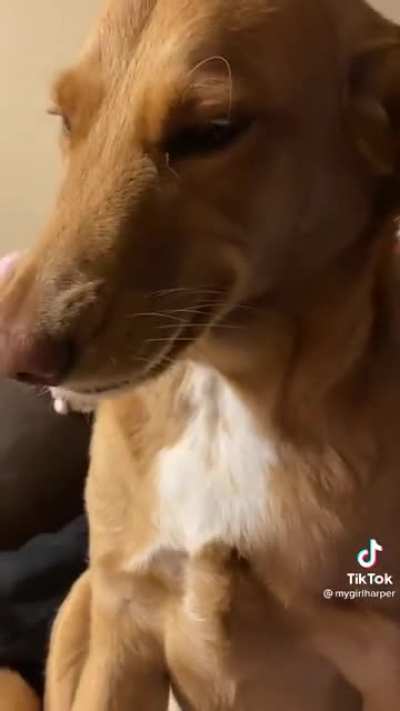 Doggy with a secret