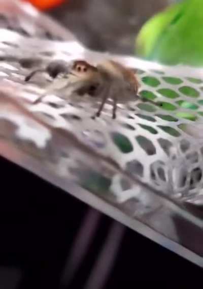 I don't know if you agree to this creature as a pet!