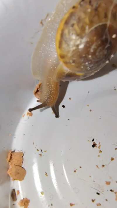 Food detected...