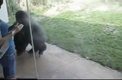 Damnnnnn, Gorilla got moves!