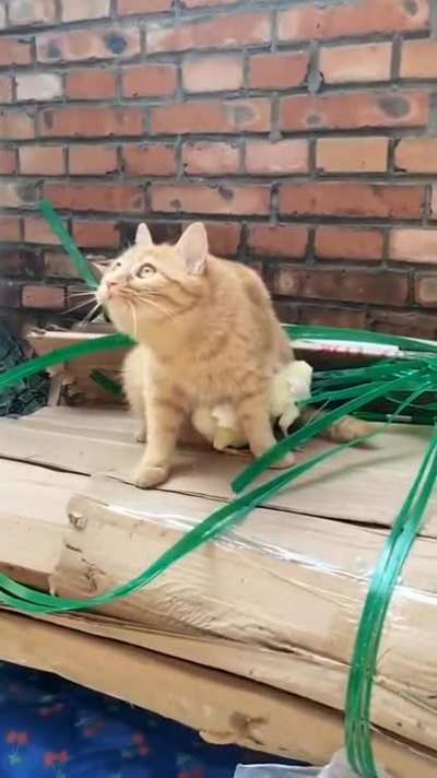 Kitty goes into protect mode for baby chicks