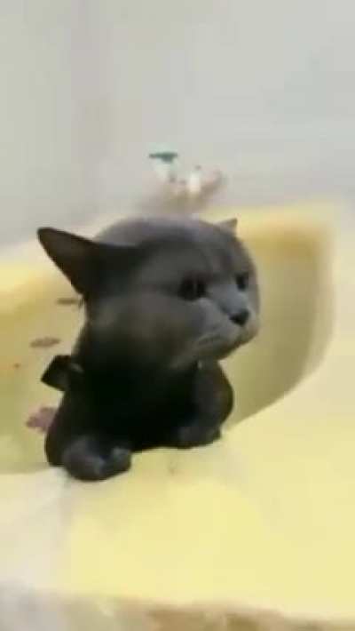 Cats loves to take a dip and swim <3