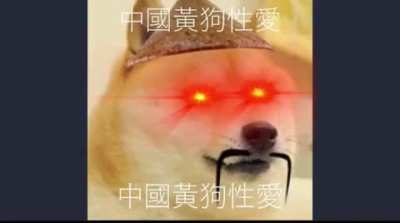 Cheems