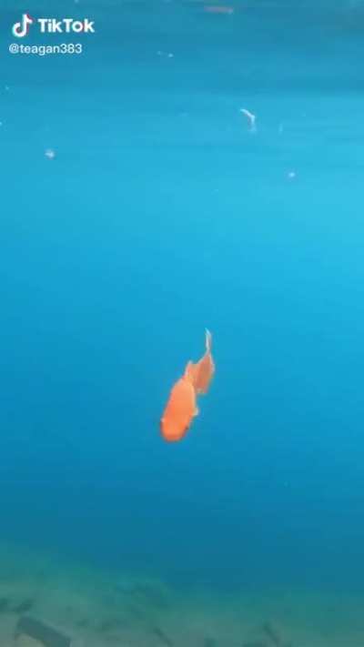 When they’re too small you’ve got to toss them back in the water
