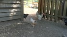 Chickens running to their food.