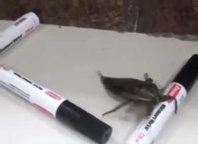 “We need to find him a female bug”