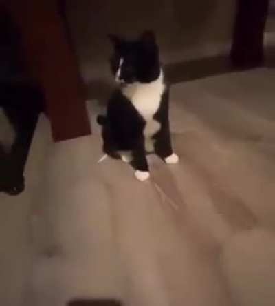Based cat