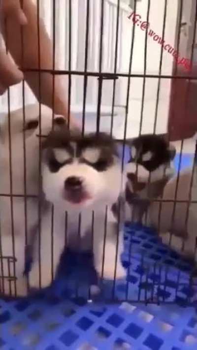 Adorable and dramatic 😂🥺