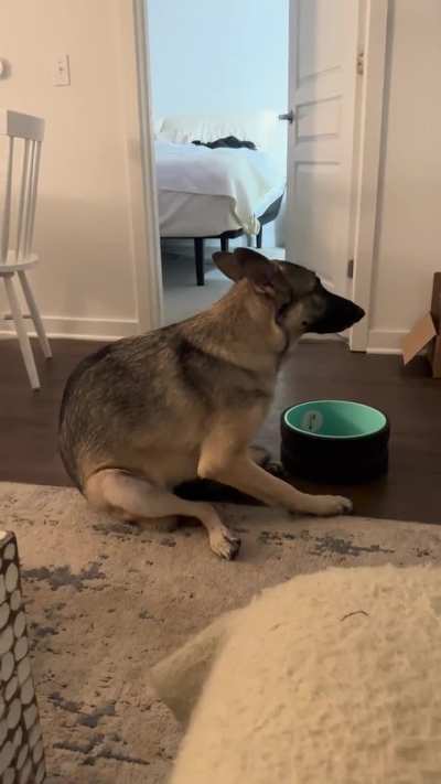 What is my GS/Husky Mix doing?