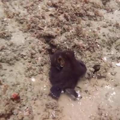 This is how Octopuses use camouflage in the wild
