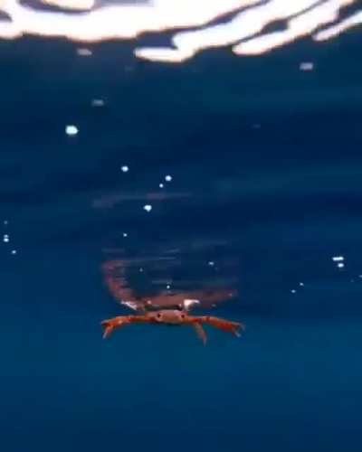 crab