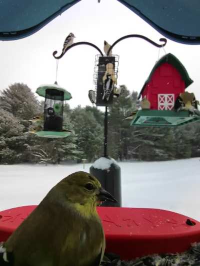 Woodpeckers and goldfinchs